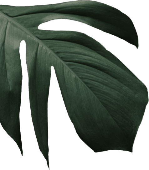 leaf for restaurant decoration