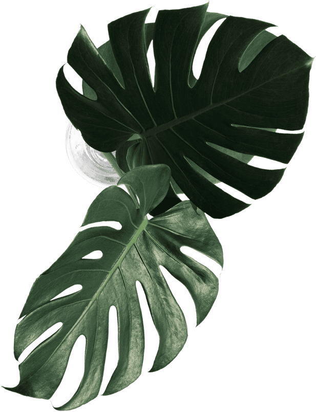 leaf for restaurant decoration